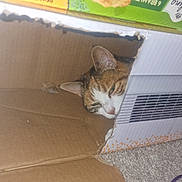 Lucy joined the competition — help win amazing prizes! cat, cardboard_box, pet, indoor, cozy, sleepy, curious, feline, animal, box, floor, carpet, packaging, food_box, apple_pies, brown, white, orange, cute, resting