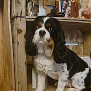 Nina a rejoint le concours — aidez-le/la à gagner de superbes lots ! dog, cavalier_king_charles, pet, wooden_shelf, photo_frames, vase, dried_flowers, paws, fur, black_and_white, portrait, indoor, decor, sitting, eyes, nose, whiskers, tabletop, home_interior, close_up
