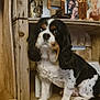 dog, cavalier_king_charles, pet, wooden_shelf, photo_frames, vase, dried_flowers, paws, fur, black_and_white, portrait, indoor, decor, sitting, eyes, nose, whiskers, tabletop, home_interior, close_up