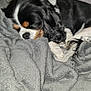 Nina participe au concours pour gagner de l'argent avec cette photo : dog, sleeping_dog, cavalier_king_charles, tricolor, blanket, gray_blanket, bedding, cozy, nap, fur, paw, indoor, sofa, pet, close_up, portrait, soft_texture, resting, companion, domestic_animal