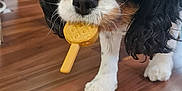 Nina participe au concours pour gagner de l'argent avec cette photo : dog, spaniel, tricolor, pet, toy, plastic_toy, hardwood_floor, indoor, close_up, portrait, face, nose, eyes, paws, fur, chewing, cute, living_room, home, whiskers