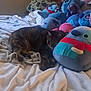cat, bed, blanket, plush_toys, stuffed_animals, tabby_cat, sleeping, cozy, indoor, soft_toys, resting, feline, comfort, pillow, furniture, animal, pet, cute, relaxation, home