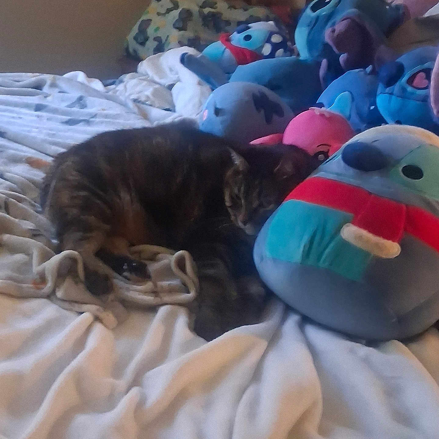 Nanlia Penny Rose is registered to the contest to win money with this photo: animal, bed, blanket, cat, comfort, cozy, cute, feline, furniture, home, indoor, pet, pillow, plush_toys, relaxation, resting, sleeping, soft_toys, stuffed_animals, tabby_cat