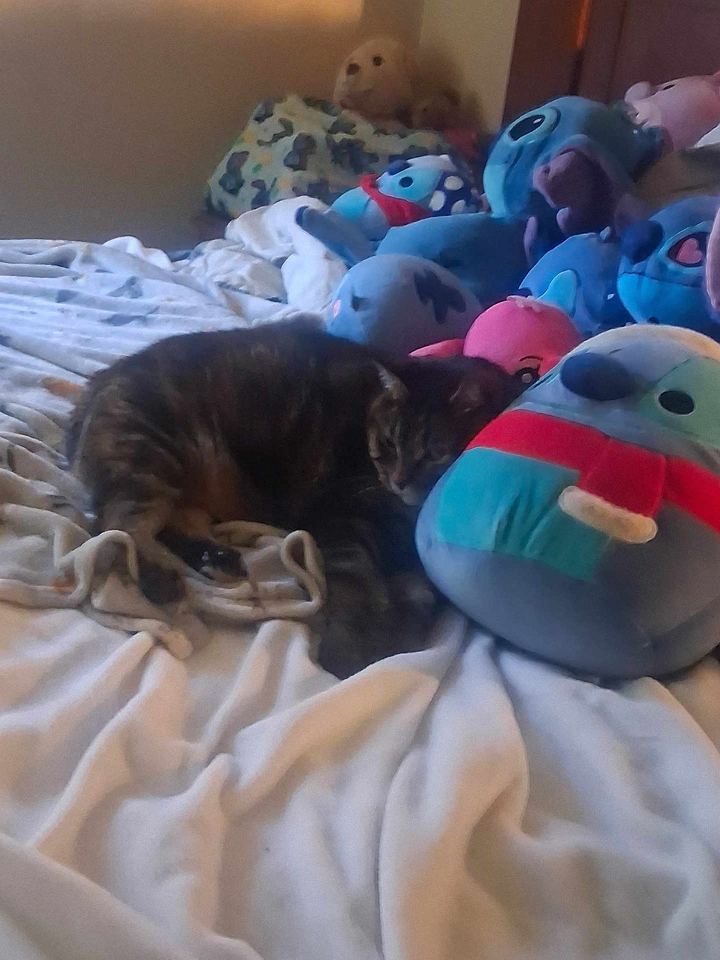 Nanlia Penny Rose is registered to the contest to win money with this photo: cat, bed, blanket, plush_toys, stuffed_animals, tabby_cat, sleeping, cozy, indoor, soft_toys, resting, feline, comfort, pillow, furniture, animal, pet, cute, relaxation, home