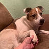 dog, brown_and_white, couch, paw, hand, indoor, wall, texture, pet, animal, resting, bond, human, friendship, comfort, domestic, relaxing, fur, canine, companionship