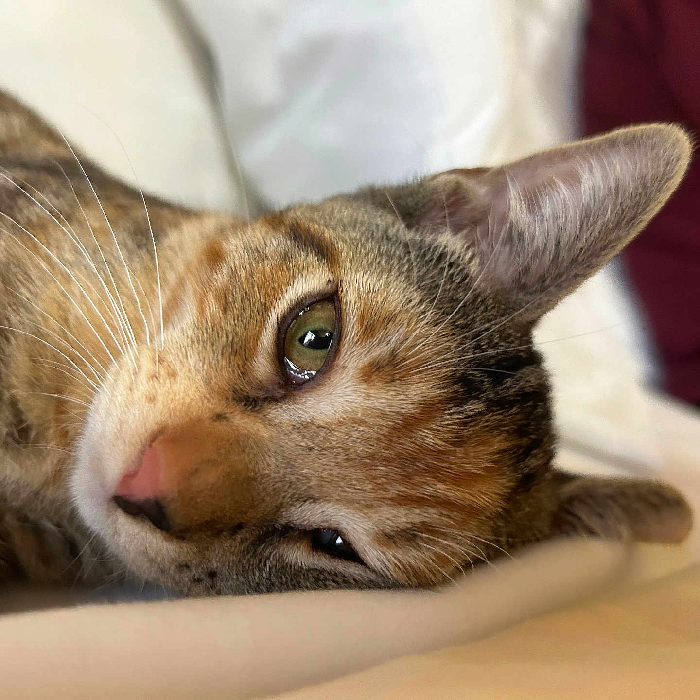 Swirls joined the competition — help win amazing prizes! animal, bed, cat, close_up, cozy, cute, feline, fur, green_eye, indoor, lying_down, mammal, pet, portrait, relaxed, resting, sleepy, soft_focus, tabby_cat, whiskers
