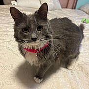 Ria joined the competition — help win amazing prizes! cat, gray_cat, white_paws, pink_collar, bed, indoor, pet, whiskers, fur, curious, animal, domestic_cat, closeup, feline, cute, household, looking, portrait, tabby, soft
