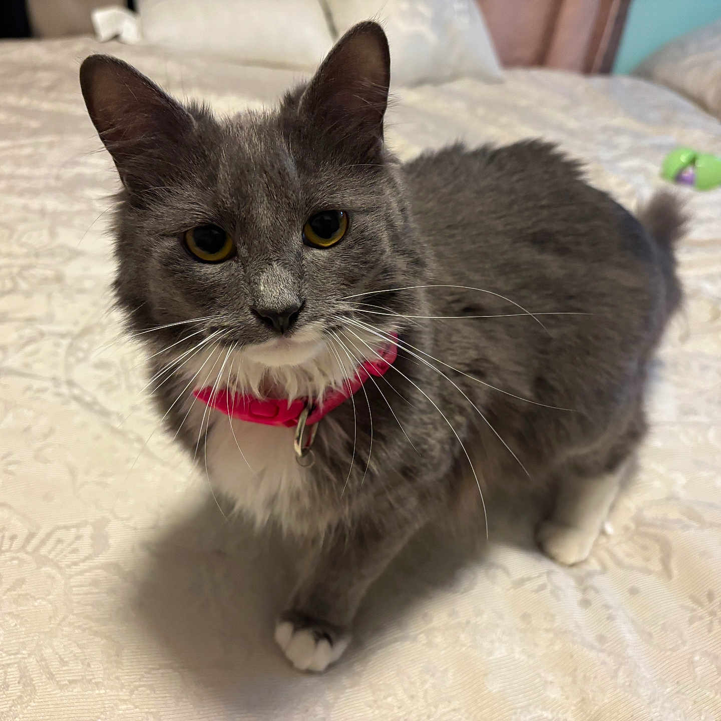 Ria joined the competition — help win amazing prizes! cat, gray_cat, white_paws, pink_collar, bed, indoor, pet, whiskers, fur, curious, animal, domestic_cat, closeup, feline, cute, household, looking, portrait, tabby, soft