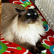 Oliver is registered to the contest to win money with this photo: cat, fluffy, blue_eyes, lying_down, indoor, colorful_rug, floral_pattern, wicker_basket, wooden_furniture, pet, feline, domestic_animal, whiskers, paws, long_hair, relaxed, cozy, home_interior, brown, white