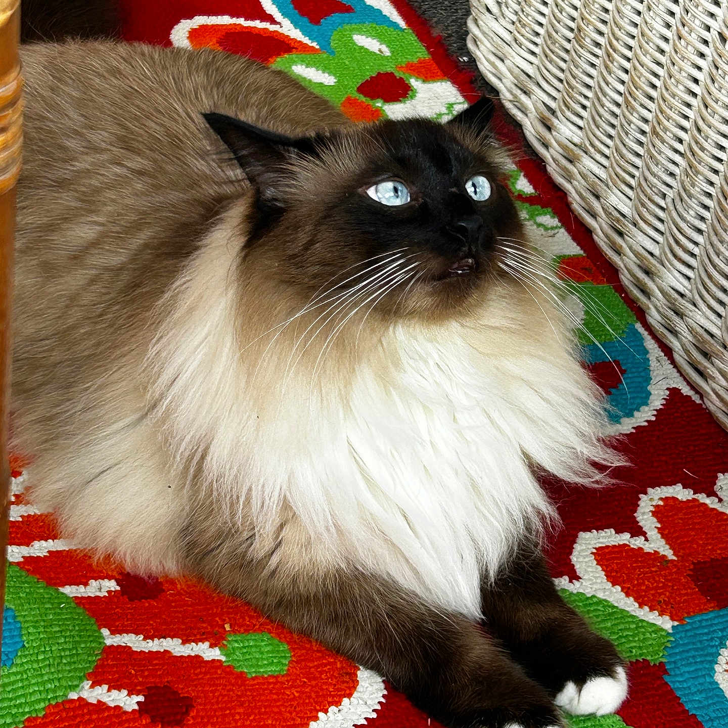 Oliver is registered to the contest to win money with this photo: blue_eyes, brown, cat, colorful_rug, cozy, domestic_animal, feline, floral_pattern, fluffy, home_interior, indoor, long_hair, lying_down, paws, pet, relaxed, whiskers, white, wicker_basket, wooden_furniture