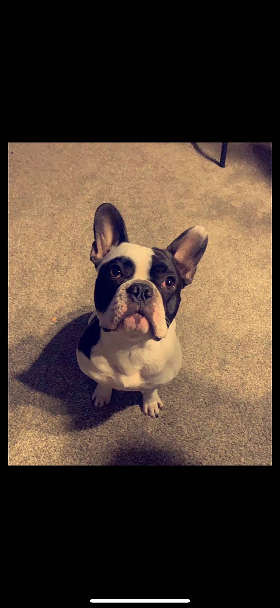 Vito joined the competition — help win amazing prizes! bulldog, canidae, carnivore, companion_dog, dog, dog_breed, fawn, flash_photography, flooring, grass, night, snout, sporting_group, square, tints_and_shades, toy_dog, visual_arts, whiskers, window, working_animal