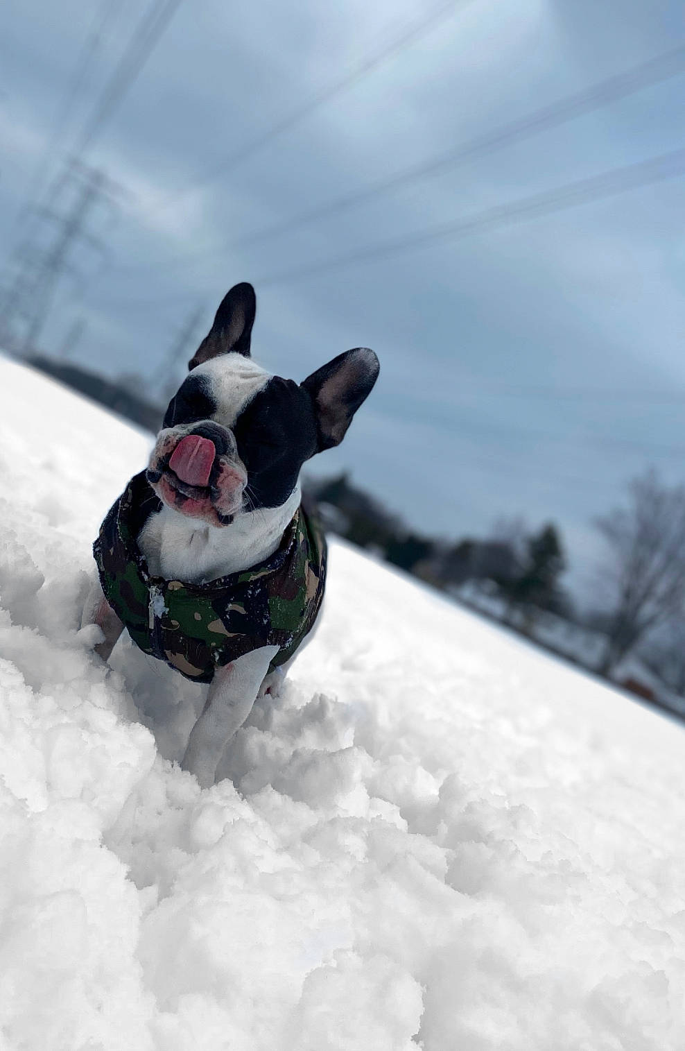 Vito is registered to the contest to win money with this photo: canidae, carnivore, cloud, collar, companion_dog, dog, dog_breed, event, fawn, freezing, fur, recreation, sky, slope, snout, snow, sporting_group, tree, whiskers, winter