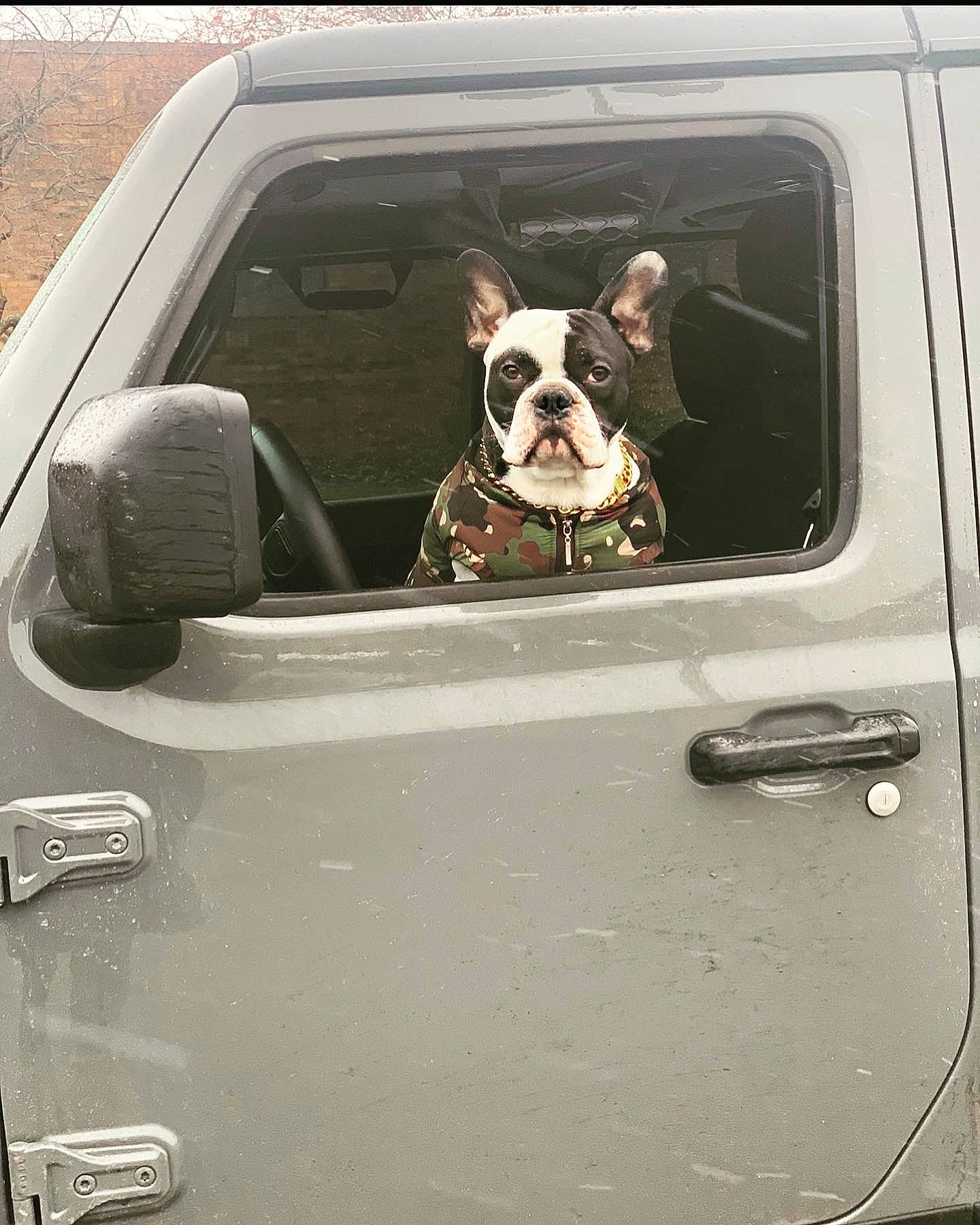 Vito joined the competition — help win amazing prizes! automotive_design, automotive_exterior, automotive_lighting, automotive_mirror, bumper, car, carnivore, companion_dog, dog, dog_breed, door, door_handle, fawn, fender, grille, hood, mode_of_transport, motor_vehicle, vehicle, vehicle_door