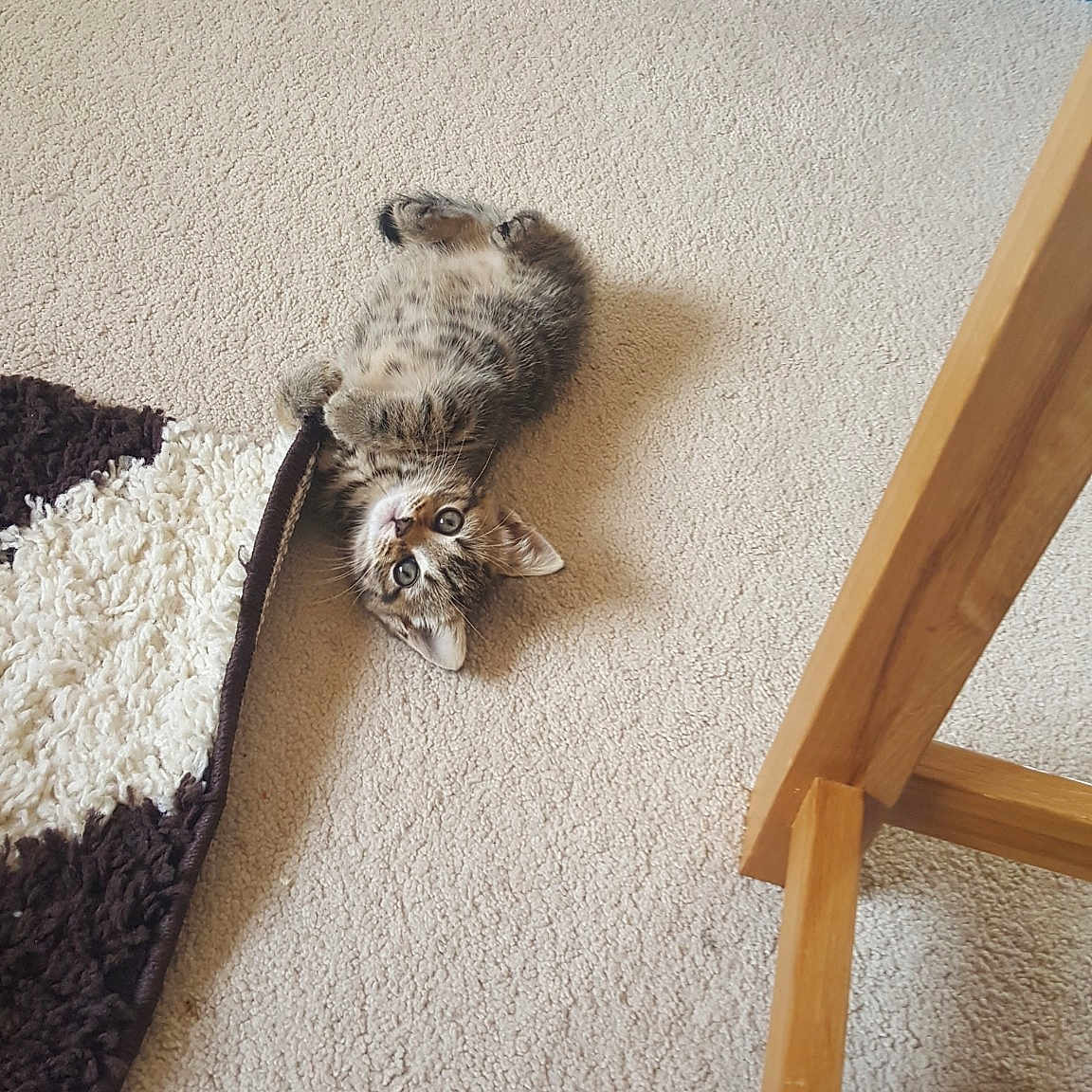 Pebbles joined the competition — help win amazing prizes! carnivoran, cat, cat_like_mammal, fauna, floor, flooring, hardwood, kitten, small_to_medium_sized_cats, tail, whiskers, wood