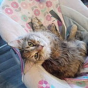 Scarlett is registered to the contest to win money with this photo: abyssinian, animal, armchair, beanbag, blanket, brasssection, cat, chair, couch, cushion, furniture, homedecor, horn, kitten, manx, musicalinstrument, person, pet, sleeping