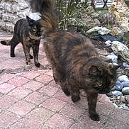 Kylie participe au concours pour gagner de l'argent avec cette photo : cat, cats, feline, long_hair, fluffy, tortoiseshell, brown, black, outdoor, garden, brick_path, stone, rocks, plants, tail, walking, standing, animal, pet, photography