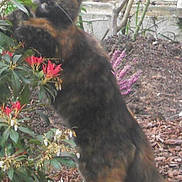 Kylie participe au concours pour gagner de l'argent avec cette photo : animal, cat, feline, flowers, fur, garden, golden_eyes, leaves, mulch, nature, outdoor, pet, plants, raised_paw, sitting, soil, standing, stretching, tortoiseshell_cat, whiskers