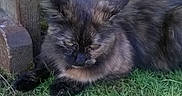 Kylie participe au concours pour gagner de l'argent avec cette photo : animal_portrait, black_fur, cat, ears, facebook_interface, fluffy_cat, foliage, garden, grass, gray_fur, green_eyes, grumpy_expression, long_hair, lying_down, natural_light, outdoor, pet, phone_screenshot, tree, whiskers