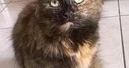 Kylie a rejoint le concours — aidez-le/la à gagner de superbes lots ! cat, tortoiseshell, fluffy, long_hair, pet, animal, sitting, indoors, tile_floor, kitchen, portrait, looking_at_camera, green_eyes, whiskers, ears, fur, paws, domestic_cat, phone_screenshot, date_stamp