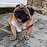 Pepito a rejoint le concours — aidez-le/la à gagner de superbes lots ! dog, pug, pet, animal, outdoor, patio, stone, harness, neckerchief, tongue_out, sitting, fawn_coat, black_mask, wrinkled_face, floppy_ears, portrait, garden, shed, rustic, happy