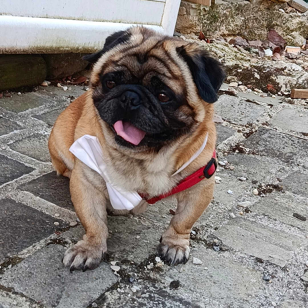 Pepito