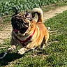 Pepito participe au concours pour gagner de l'argent avec cette photo : dog, pug, puppy, animal, pet, outdoor, grass, field, sunlight, harness, red_harness, toy, running, playing, wrinkled_face, curled_tail, short_legged, greenery, path, action_photo