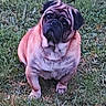 dog, pug, pet, animal, grass, outdoor, sitting, wrinkles, black_face, short_hair, small_dog, fawn_coat, front_view, centered, portrait, backyard, natural_light, funny_expression, companion_animal, photograph