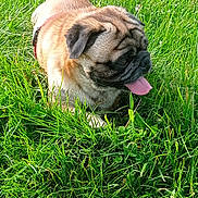 Pepito participe au concours pour gagner de l'argent avec cette photo : pug, dog, pet, animal, grass, outdoors, greenery, lawn, tongue_out, wrinkled_face, curled_tail, fawn_coat, black_mask, sitting, playful, happy, portrait, daylight, nature, close_up