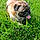 Pepito