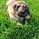 Pepito
