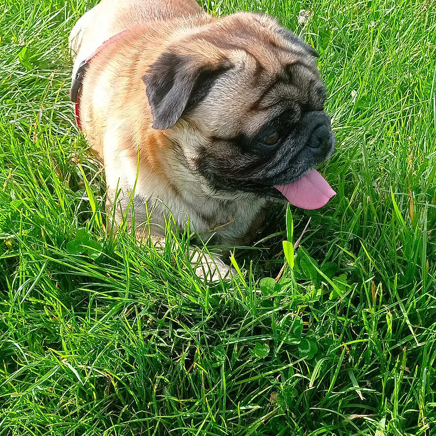 Pepito
