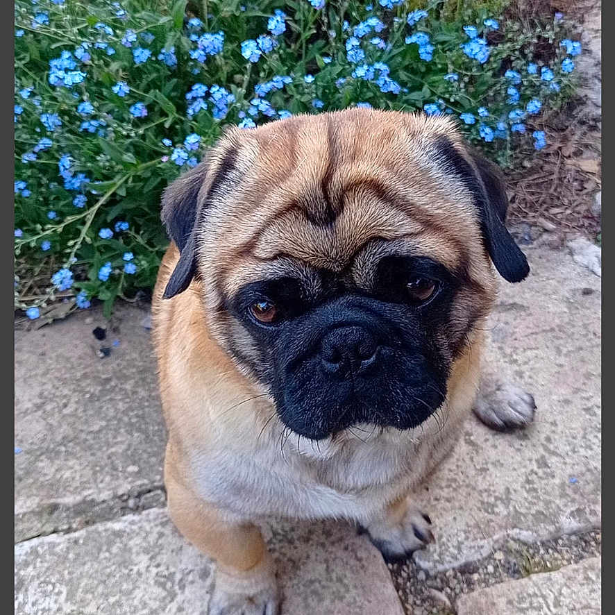 Pepito