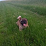 dog, pug, pet, animal, outdoor, meadow, grass, field, nature, portrait, facing_camera, tongue_out, curly_tail, happy, playful, running, standing, flowers, greenery, landscape
