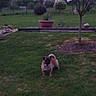 dog, pug, pet, animal, garden, outdoor, grass, lawn, tree, plants, flowerpot, fence, yard, landscape, standing, small_dog, curly_tail, black_face, twilight, portrait
