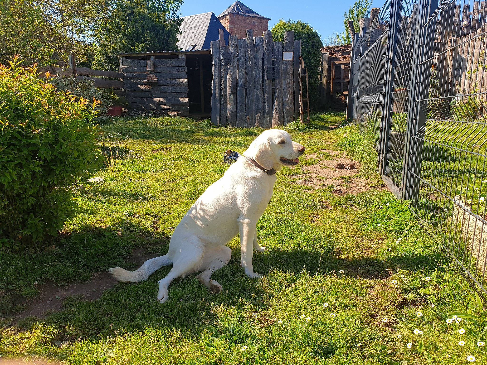 Nala a rejoint le concours — aidez-le/la à gagner de superbes lots ! carnivore, collar, companion_dog, dog, dog_breed, fawn, fence, garden, grass, gun_dog, home_fencing, landscape, livestock_guardian_dog, plant, shrub, sky, sporting_group, tail, tree, working_animal