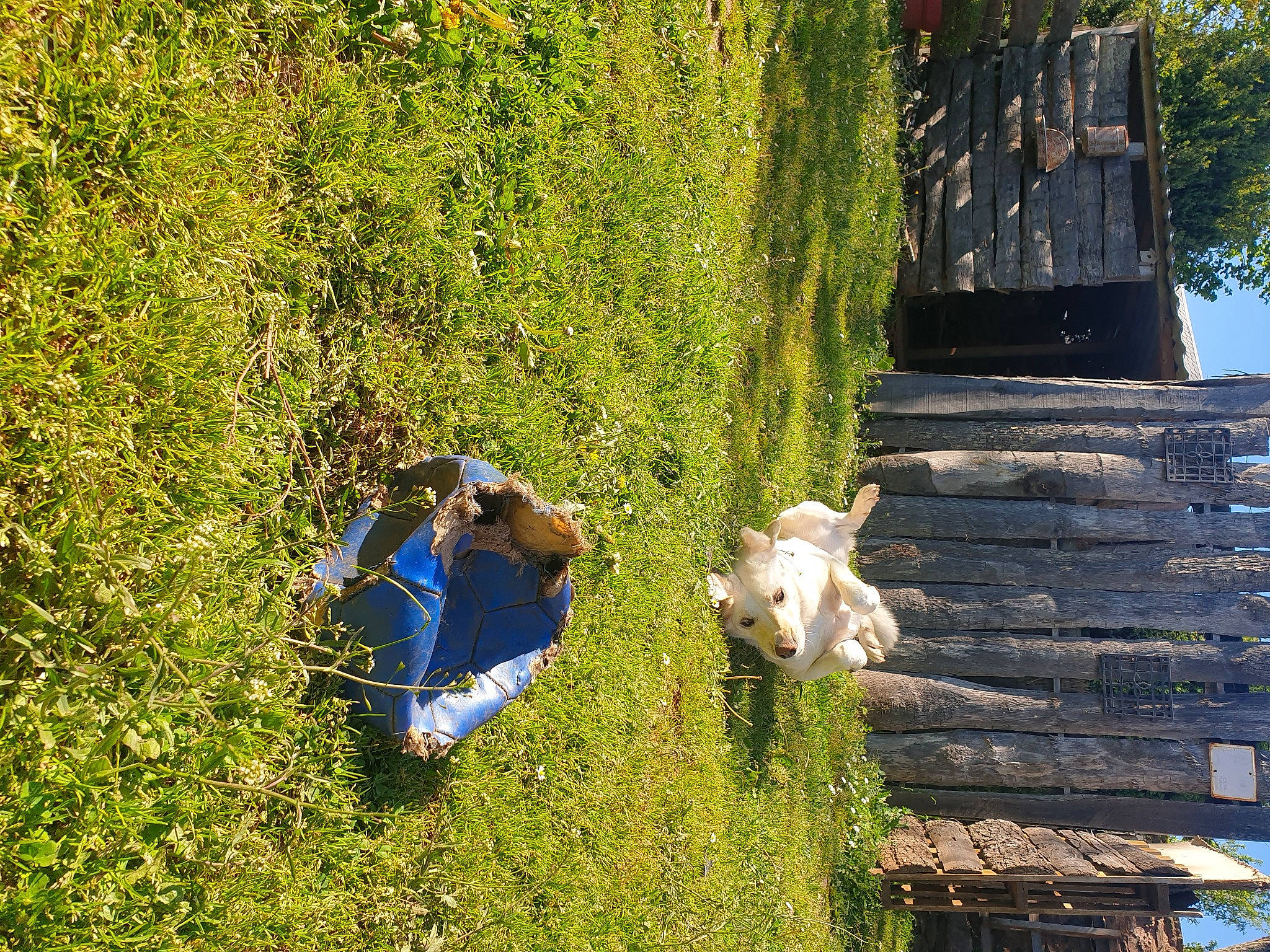 Nala a rejoint le concours — aidez-le/la à gagner de superbes lots ! adventure, fun, garden, grass, groundcover, landscape, leisure, natural_landscape, nature_reserve, people_in_nature, plant, recreation, reflection, shrub, slope, stairs, tree, trunk, vegetation, wood