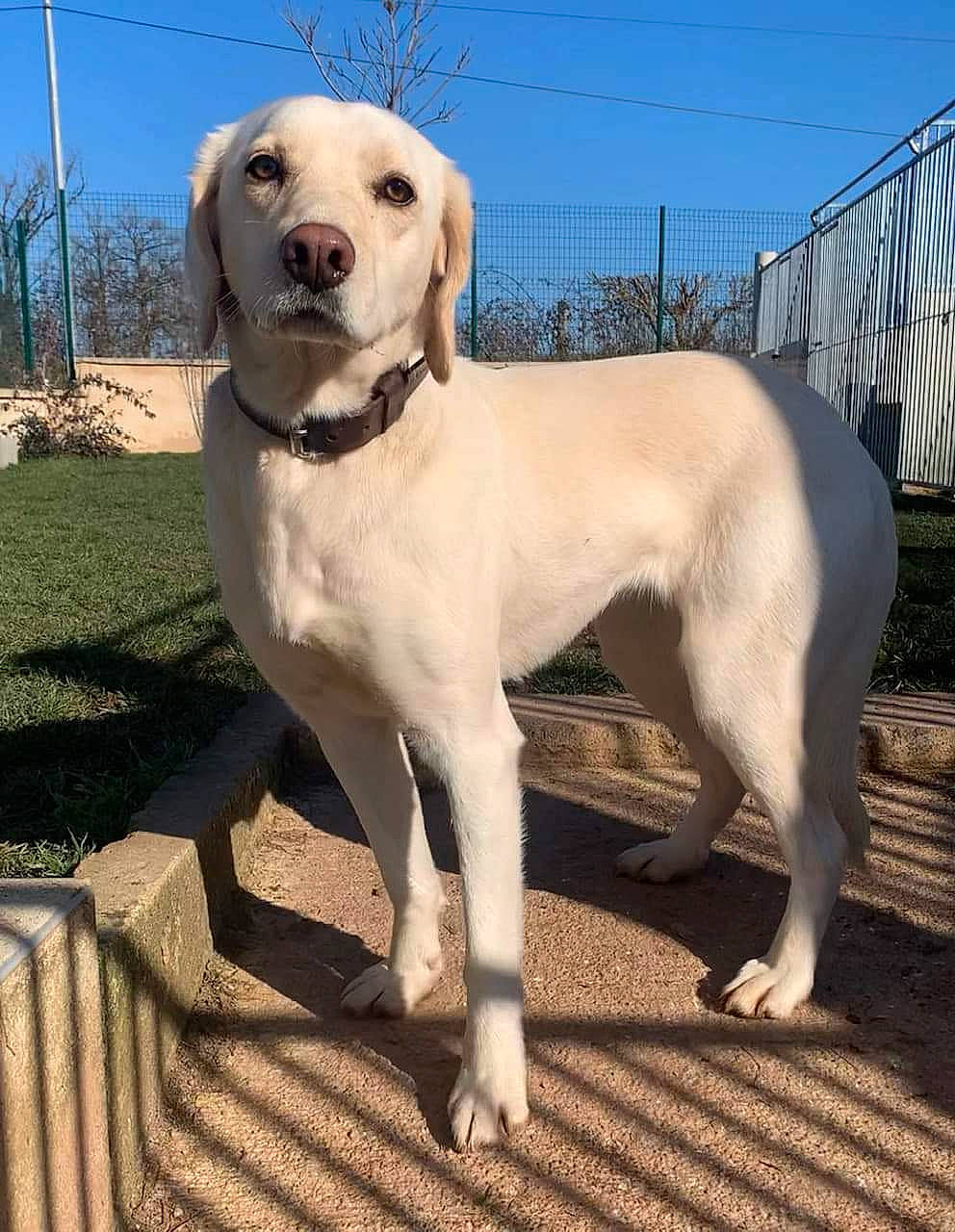 Nala a rejoint le concours — aidez-le/la à gagner de superbes lots ! canidae, carnivore, collar, companion_dog, composite_material, dog, dog_breed, dog_collar, fawn, fence, gun_dog, labrador_retriever, sky, snout, sporting_group, tail, terrestrial_animal, tree, whiskers, working_animal