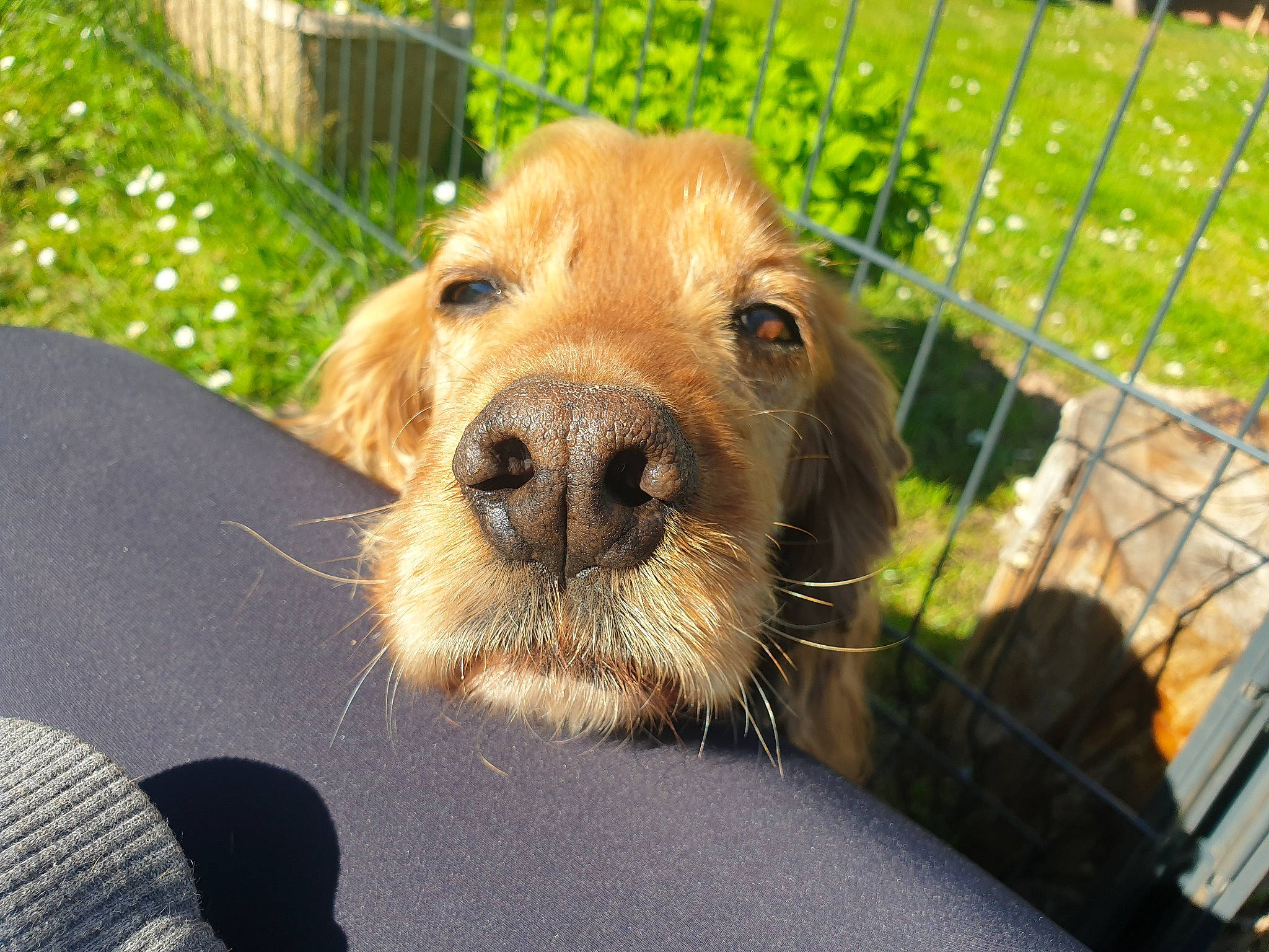 Jazzy a rejoint le concours — aidez-le/la à gagner de superbes lots ! animal_shelter, carnivore, companion_dog, dog, dog_breed, fence, fur, grass, home_fencing, liver, mesh, pet_supply, plant, retriever, sporting_group, terrestrial_animal, whiskers, wire_fencing, working_animal, working_terrier