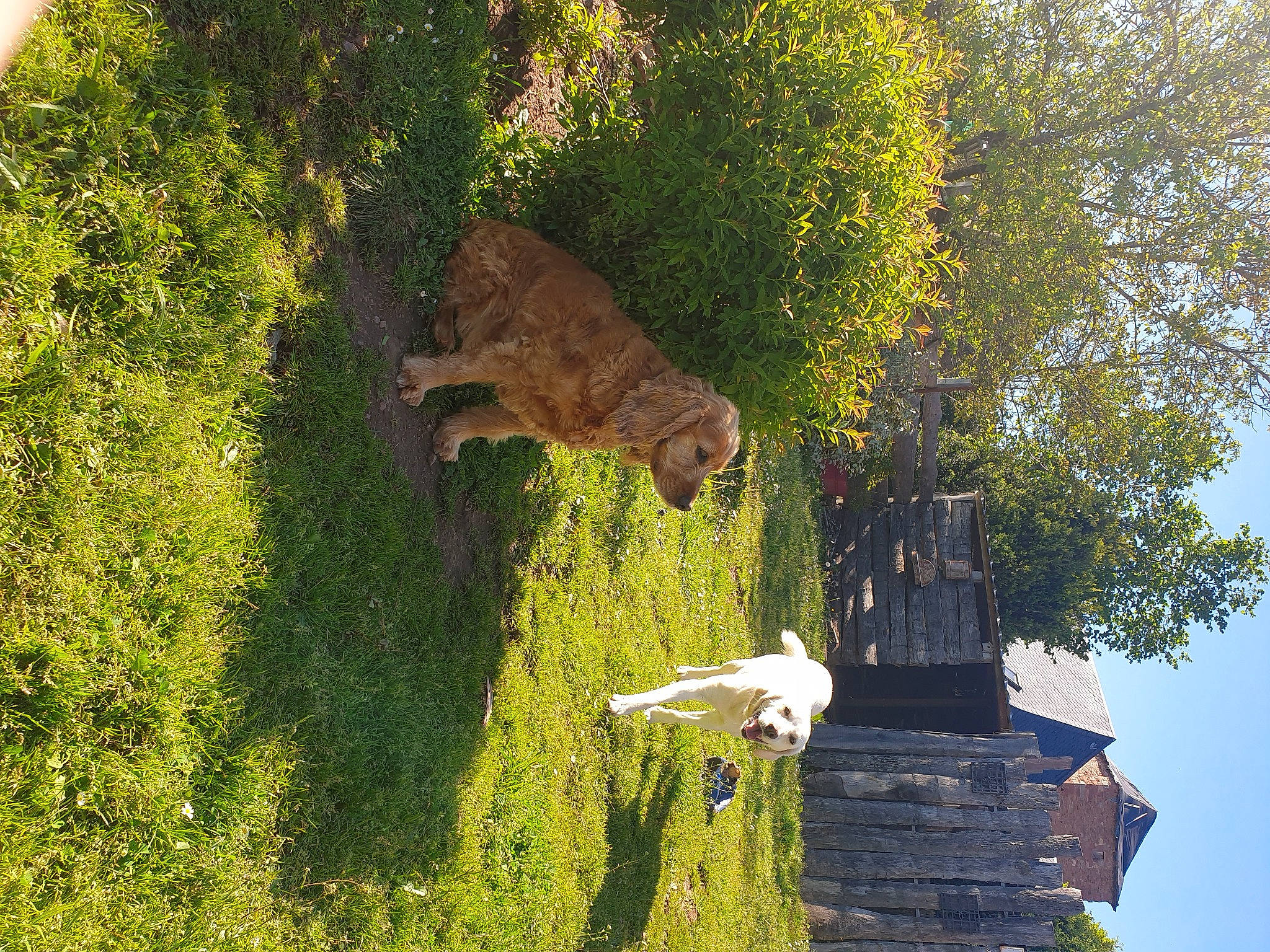 Jazzy participe au concours pour gagner de l'argent avec cette photo : branch, building, carnivore, dog, dog_breed, fawn, felidae, grass, groundcover, house, landscape, natural_landscape, plant, shrub, sky, tail, tree, trunk, wood, woody_plant