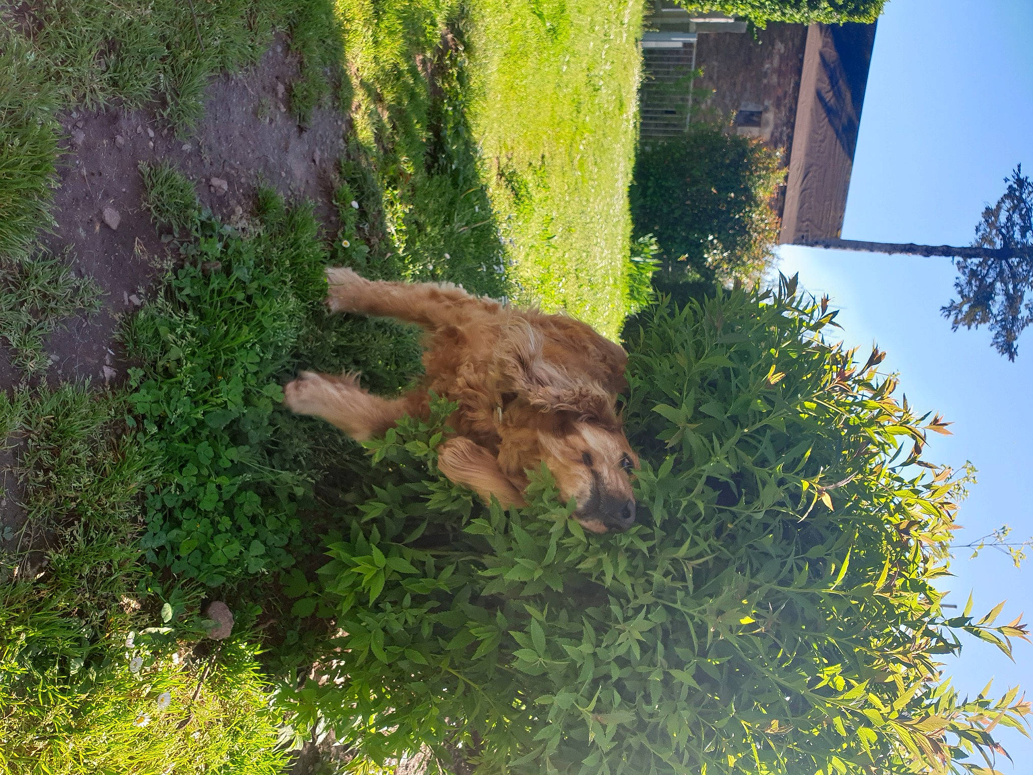 Jazzy a rejoint le concours — aidez-le/la à gagner de superbes lots ! bedrock, facade, fawn, grass, groundcover, herb, landscape, natural_landscape, plant, rock, shrub, sky, soil, tail, terrestrial_animal, tree, trunk, vegetation, wildlife, wood
