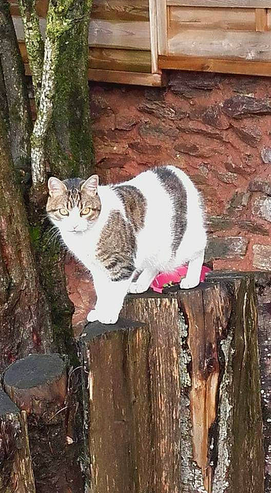Thelma participe au concours pour gagner de l'argent avec cette photo : art, brick, brickwork, carnivore, cat, domestic_short_haired_cat, felidae, fur, grass, grey, plant, small_to_medium_sized_cats, snout, tail, tree, trunk, twig, wall, whiskers, wood