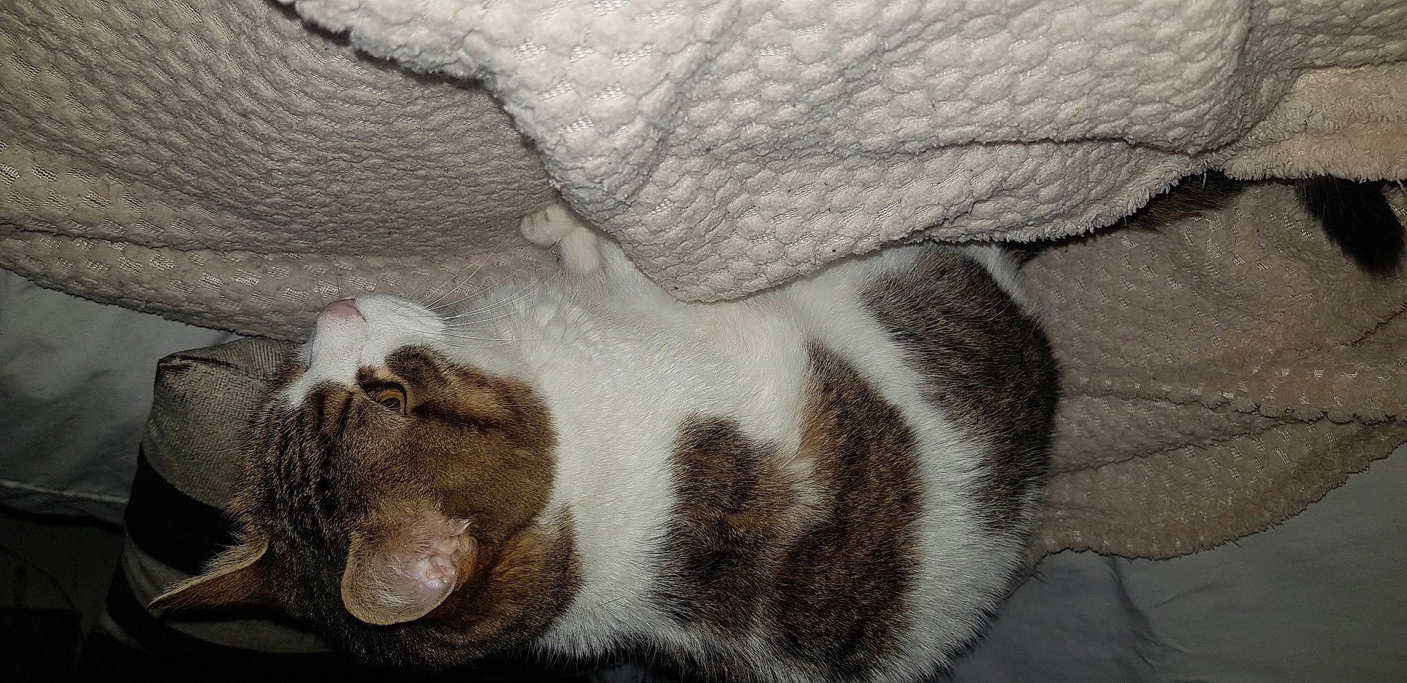 Thelma participe au concours pour gagner de l'argent avec cette photo : carnivore, cat, claw, comfort, dog_breed, fawn, felidae, fur, grey, linens, nap, paw, small_to_medium_sized_cats, snout, sporting_group, tail, terrestrial_animal, whiskers, woven_fabric