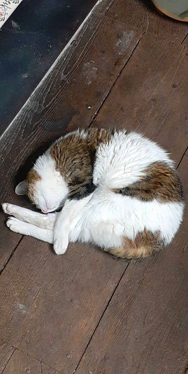 Thelma participe au concours pour gagner de l'argent avec cette photo : carnivore, cat, cat_supply, comfort, companion_dog, dog_breed, fawn, felidae, flooring, fur, hardwood, nap, natural_material, paw, small_to_medium_sized_cats, sporting_group, tail, terrestrial_animal, whiskers, wood