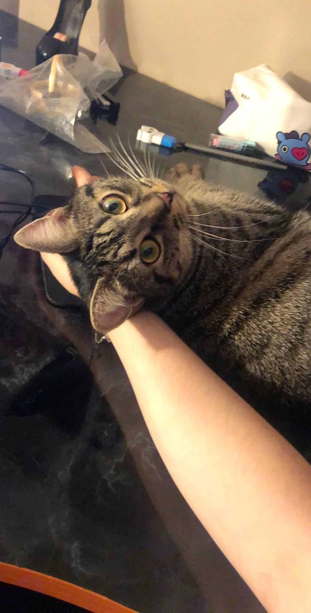 Kkami participe au concours pour gagner de l'argent avec cette photo : arm, carnivore, cat, domestic_short_haired_cat, felidae, leg, small_to_medium_sized_cats, whiskers