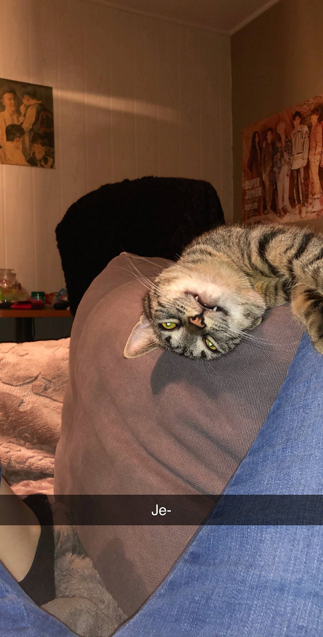 Kkami participe au concours pour gagner de l'argent avec cette photo : american_shorthair, asian, carnivore, cat, dragon_li, european_shorthair, felidae, fur, maine_coon, pixie_bob, small_to_medium_sized_cats, tabby_cat, whiskers