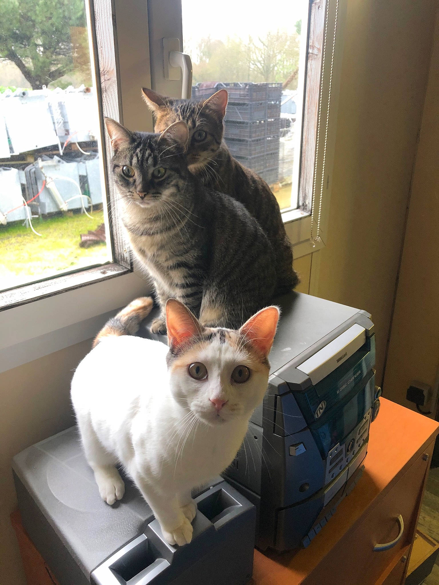 Moumy participe au concours pour gagner de l'argent avec cette photo : aegean_cat, american_shorthair, asian, carnivore, cat, domestic_short_haired_cat, egyptian_mau, european_shorthair, felidae, german_rex, kitten, mammal, small_to_medium_sized_cats, tabby_cat, whiskers