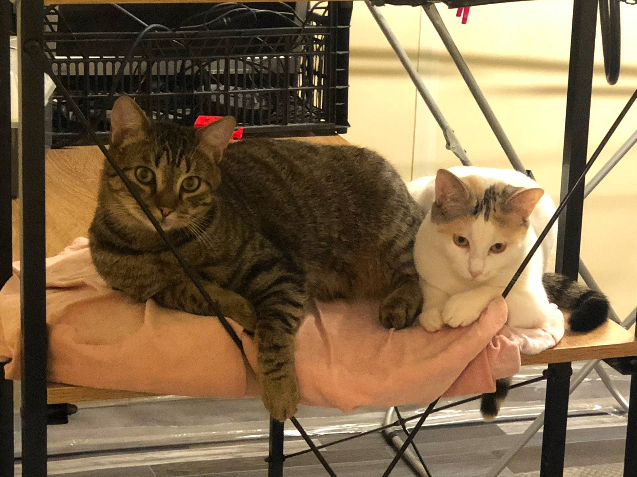 Moumy a rejoint le concours — aidez-le/la à gagner de superbes lots ! aegean_cat, american_shorthair, american_wirehair, asian, bengal, california_spangled, carnivore, cat, domestic_short_haired_cat, dragon_li, egyptian_mau, european_shorthair, felidae, kitten, mammal, ocicat, small_to_medium_sized_cats, tabby_cat, toyger, whiskers