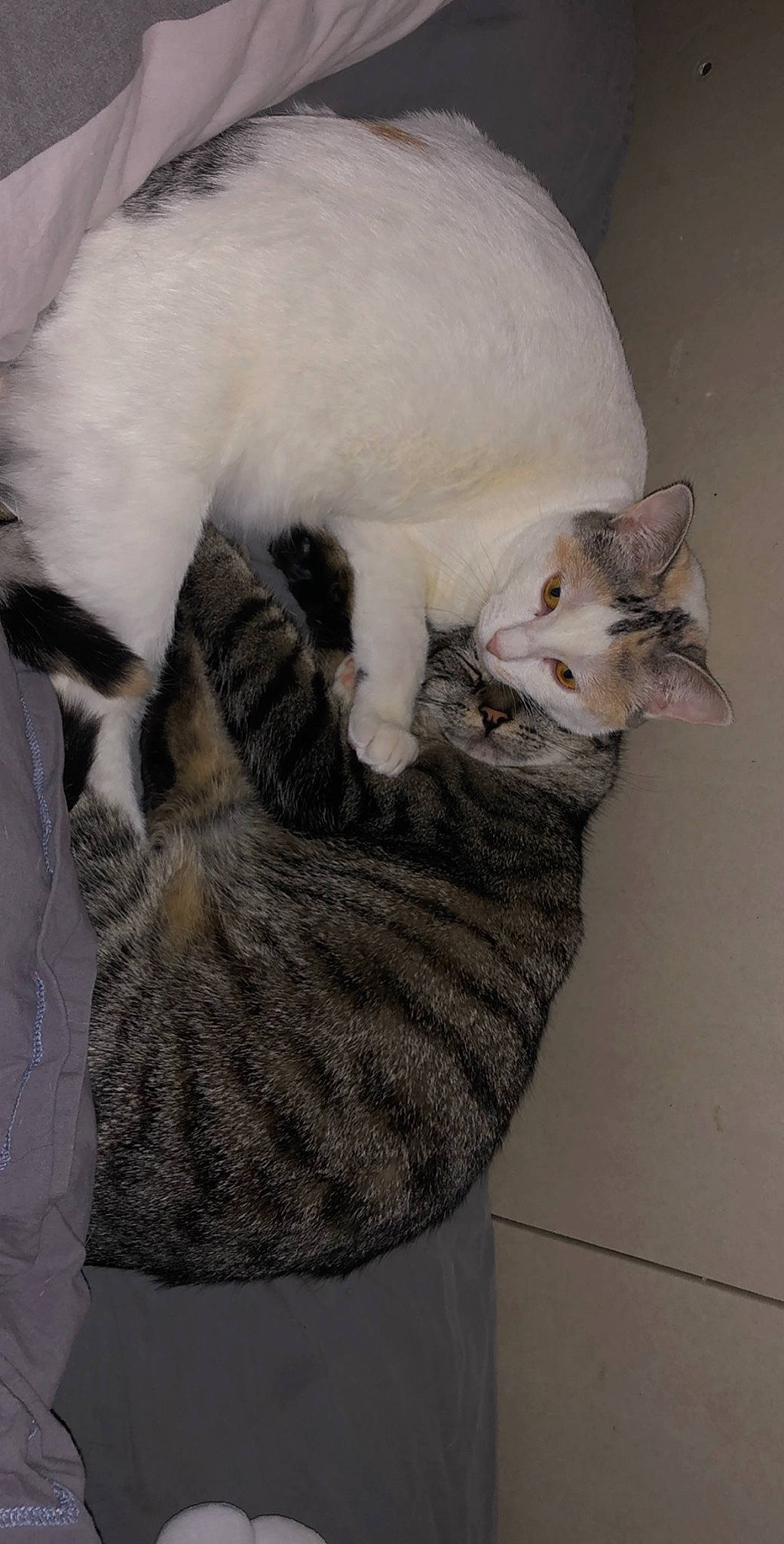 Moumy participe au concours pour gagner de l'argent avec cette photo : asian, carnivore, cat, colorpoint_shorthair, cornish_rex, devon_rex, domestic_short_haired_cat, european_shorthair, felidae, fur, german_rex, javanese, kitten, mammal, oriental_longhair, small_to_medium_sized_cats, tail, turkish_angora, turkish_van, whiskers