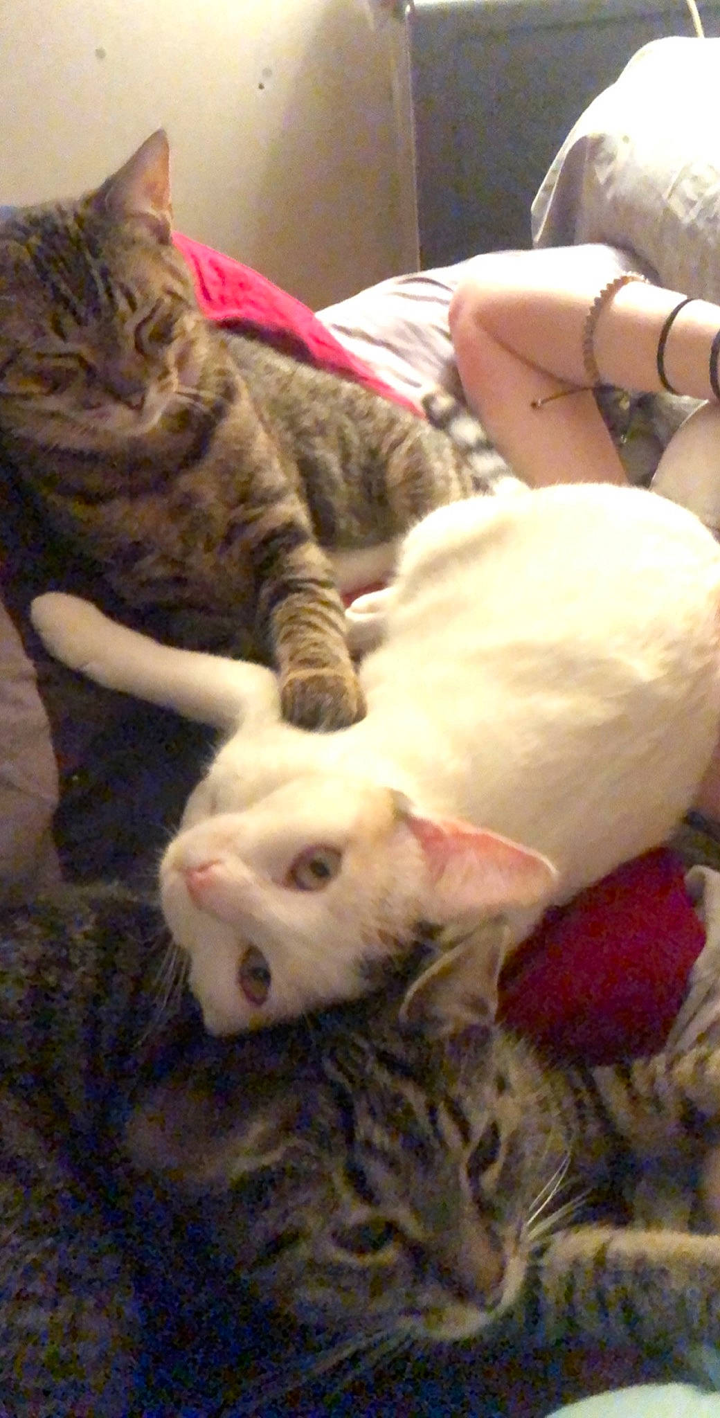 Moumy participe au concours pour gagner de l'argent avec cette photo : american_shorthair, carnivore, cat, devon_rex, european_shorthair, fawn, felidae, kitten, mammal, small_to_medium_sized_cats, turkish_angora, vertebrate, whiskers