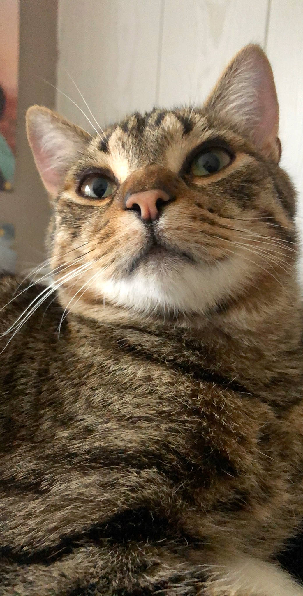 Hobi a rejoint le concours — aidez-le/la à gagner de superbes lots ! american_shorthair, american_wirehair, asian, australian_mist, california_spangled, carnivore, cat, close_up, domestic_short_haired_cat, dragon_li, egyptian_mau, european_shorthair, felidae, mammal, pixie_bob, small_to_medium_sized_cats, snout, tabby_cat, vertebrate, whiskers